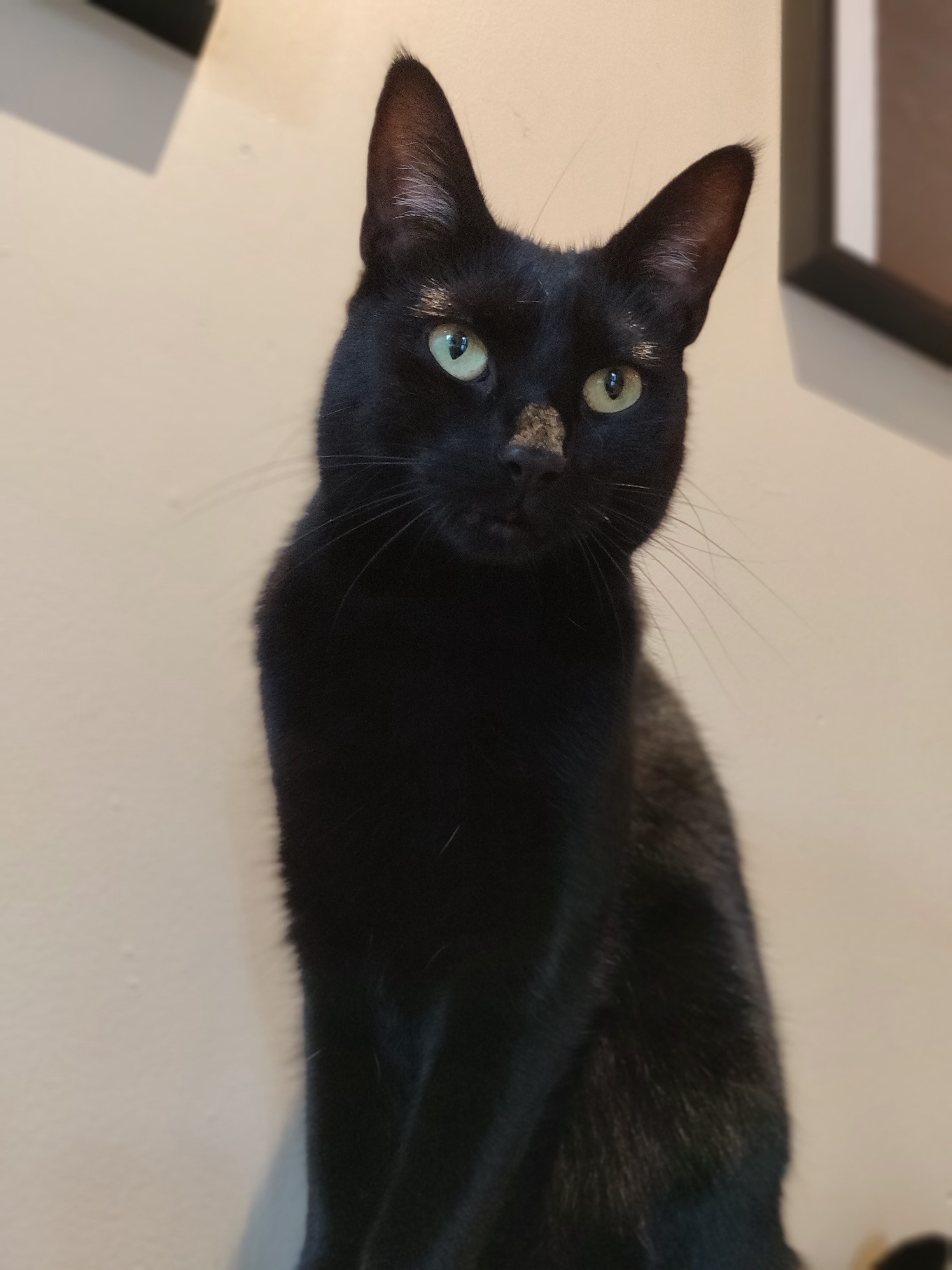 A black cat